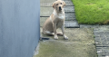 7month old Labrador for sale