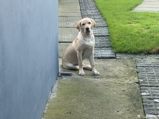 7month old Labrador for sale