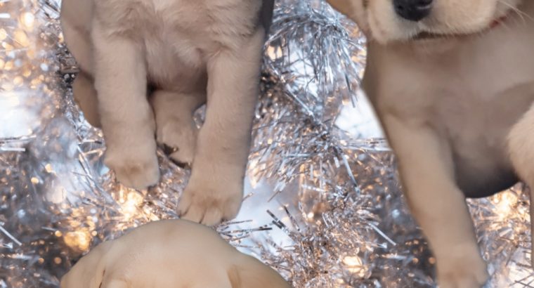 ELITE LABRADOR PUPS