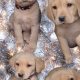 ELITE LABRADOR PUPS