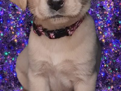 Elite Labrador Pups for Sale in Co Roscommon