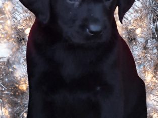 ELITE LABRADOR PUPS