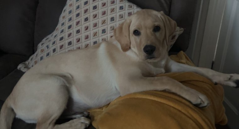 7month old Labrador for sale