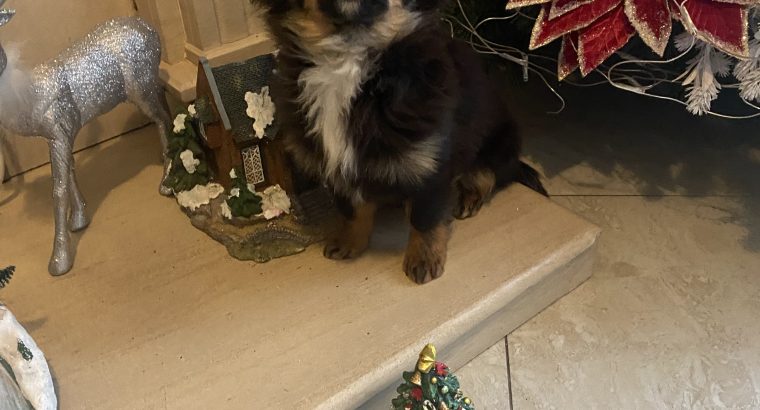 Long haired chihuahua puppy