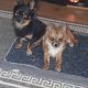 Pure breed mini chihuahua puppys