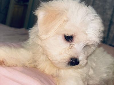 Maltese Puppy for Sale in Tuam – A Perfect Gift!
