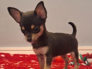 Miniature teacup chihuahua puppies