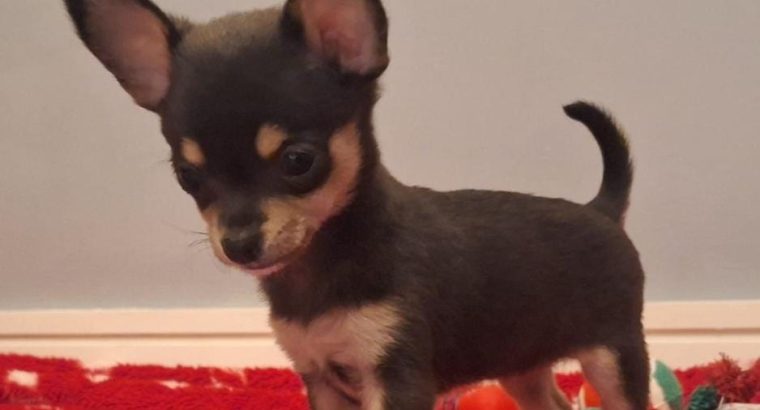 Miniature teacup chihuahua puppies