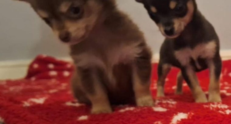 Miniature teacup chihuahua puppies