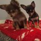 Miniature teacup chihuahua puppies