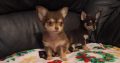 Miniature teacup chihuahua puppies