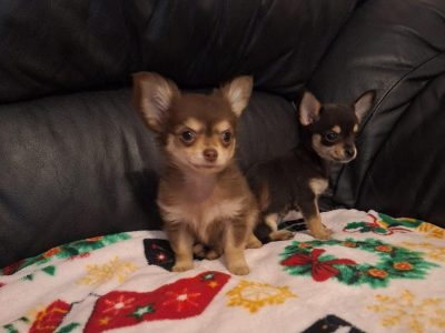 Miniature Teacup Chihuahua Puppies in Dublin