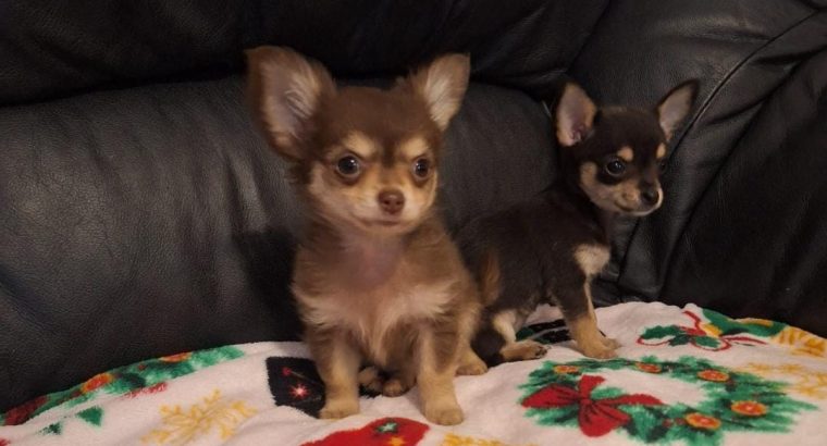 Miniature teacup chihuahua puppies