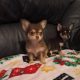 Miniature teacup chihuahua puppies