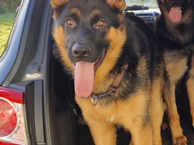 German Shepherd for Stud in Lucan – Family Dog