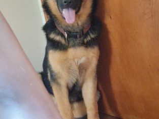 German Shepherd for Stud in Lucan – Family Dog