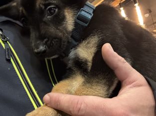 German shepherd pups