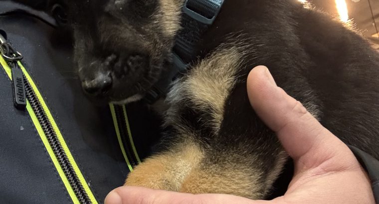 German shepherd pups