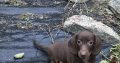 Miniature Dachshund puppies