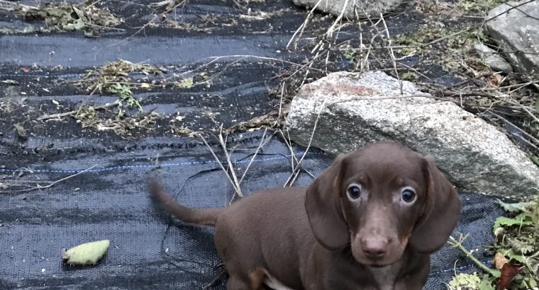 Miniature Dachshund puppies