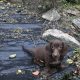 Miniature Dachshund puppies