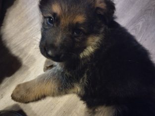 German shepherd pups