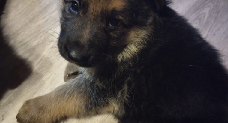 German shepherd pups