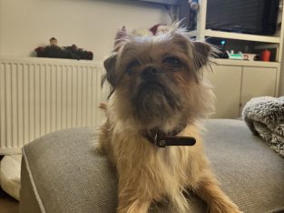 Pug x Shih Tzu in Kilcock – Perfect Family Companion