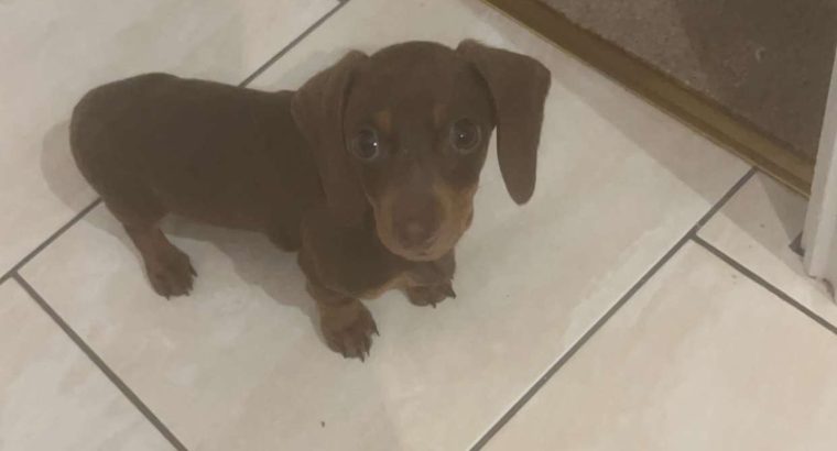 Miniature Dachshund puppies