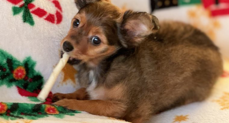 Cute Toy Puppy in Dublin