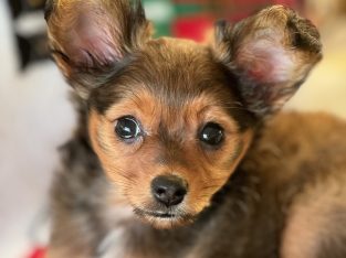 Cute Toy Puppy in Dublin