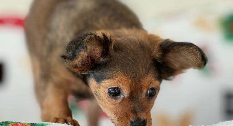 Cute Toy Puppy in Dublin