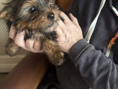 Yorkshire Terriers in V35KC99 – IKC Registered