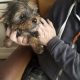 Yorkshire Terrier puppys for sale