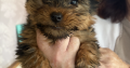 Yorkshire Terrier puppys for sale