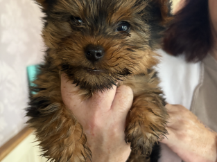 Yorkshire Terrier puppys for sale