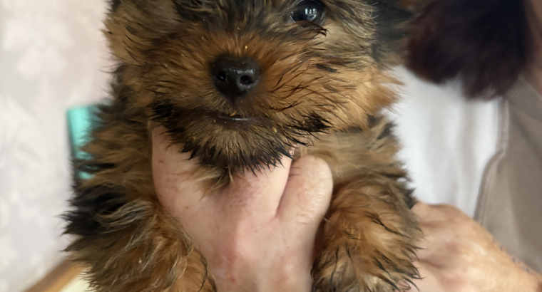 Yorkshire Terrier puppys for sale