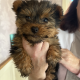 Yorkshire Terrier puppys for sale