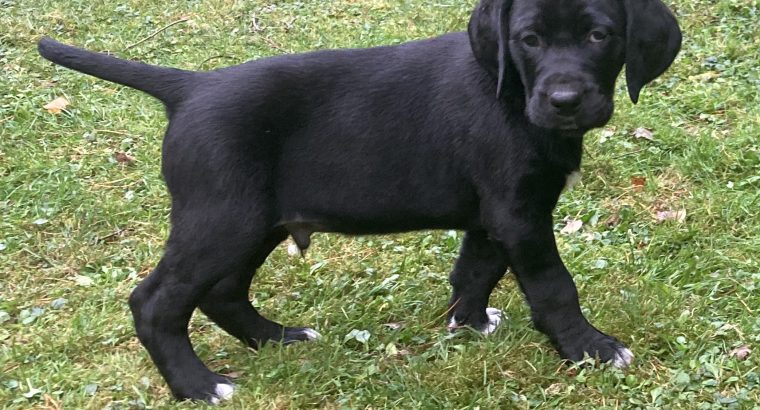 English Pointer x Golden Retriever Male