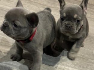 French bulldog pups for sale