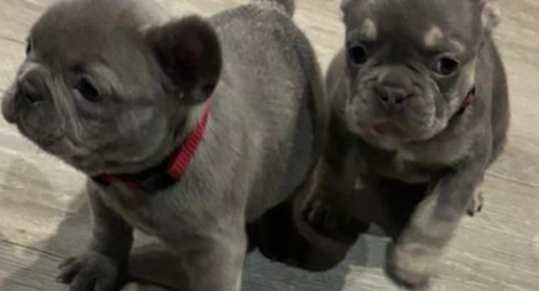 French bulldog pups for sale