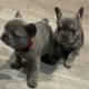 French bulldog pups for sale