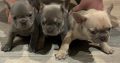 French bulldog pups for sale