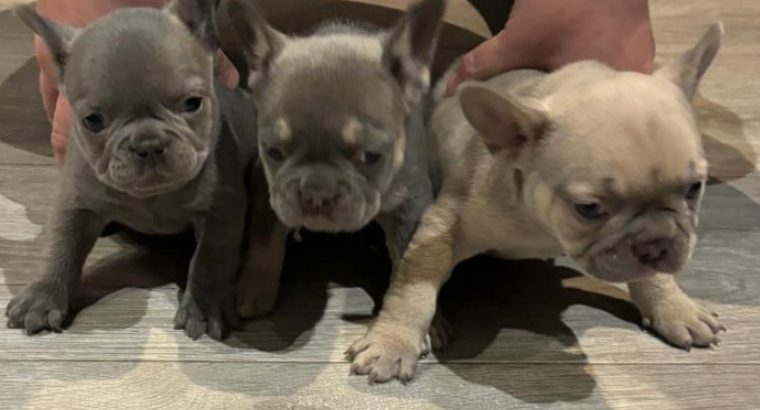 French bulldog pups for sale