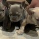 French bulldog pups for sale