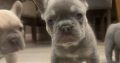 French bulldog pups for sale