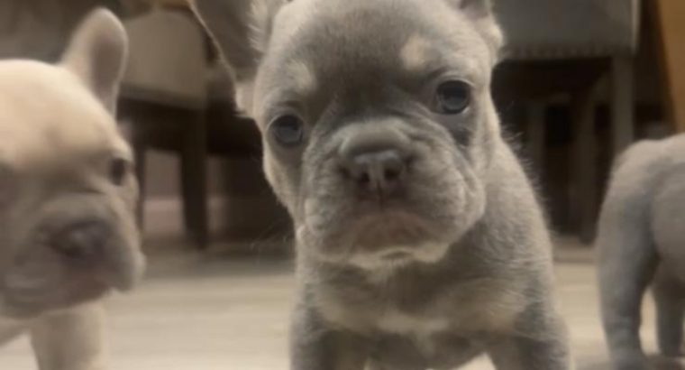 French bulldog pups for sale