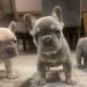 French bulldog pups for sale