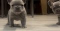 French bulldog pups for sale