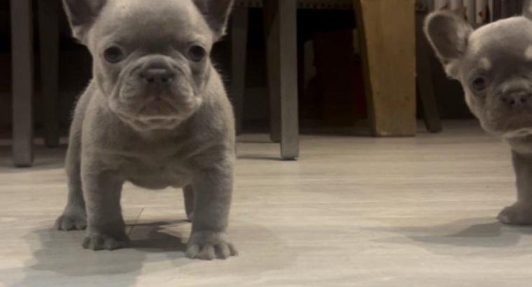 French bulldog pups for sale